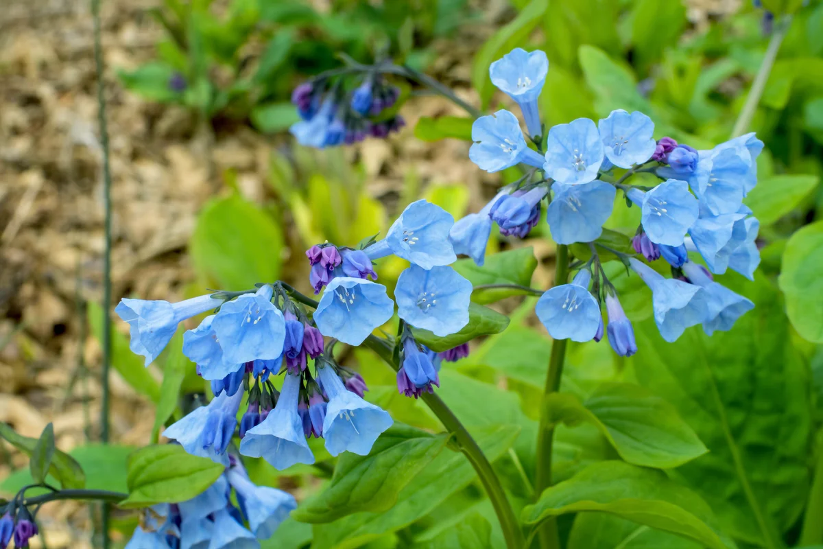 Virginia bluebells on an overcast day