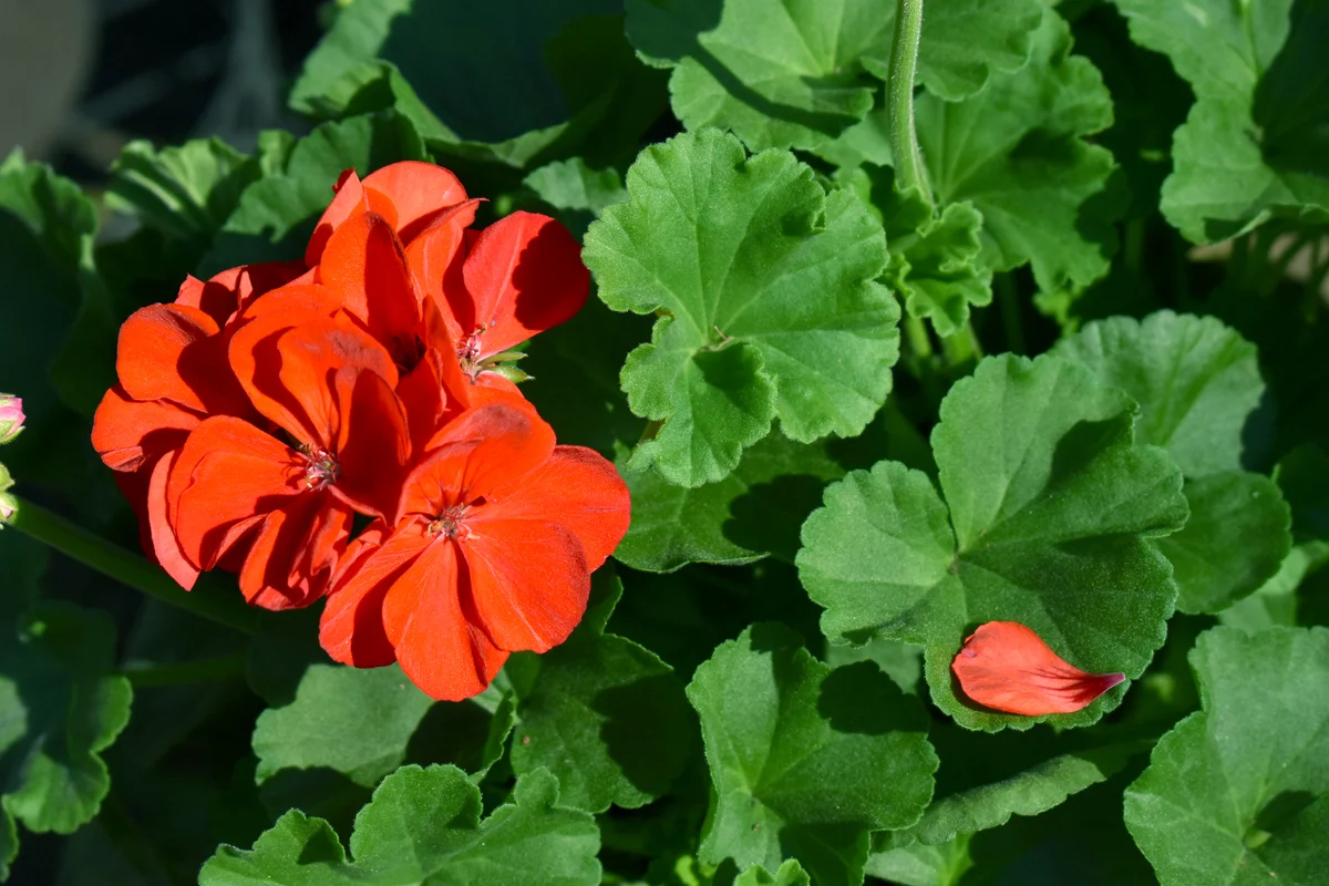 Red Geraniums Flower