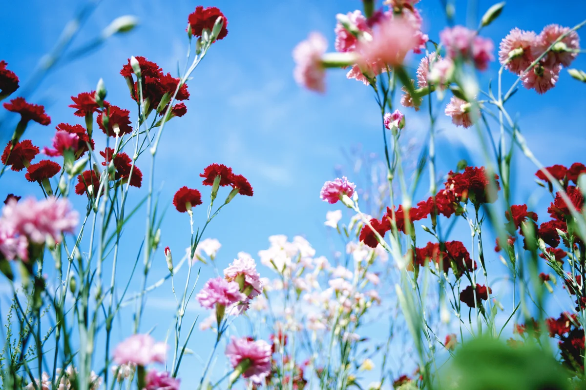 Carnations growing in field
