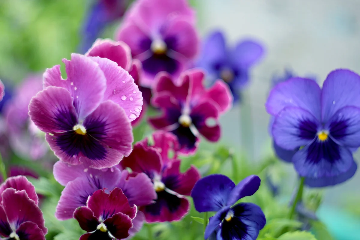 Pansies Blooming In Garden