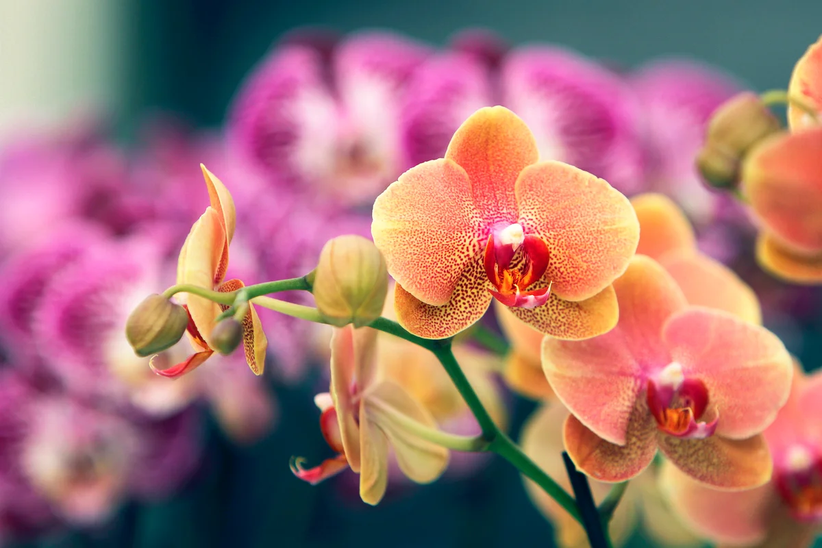 Orchids