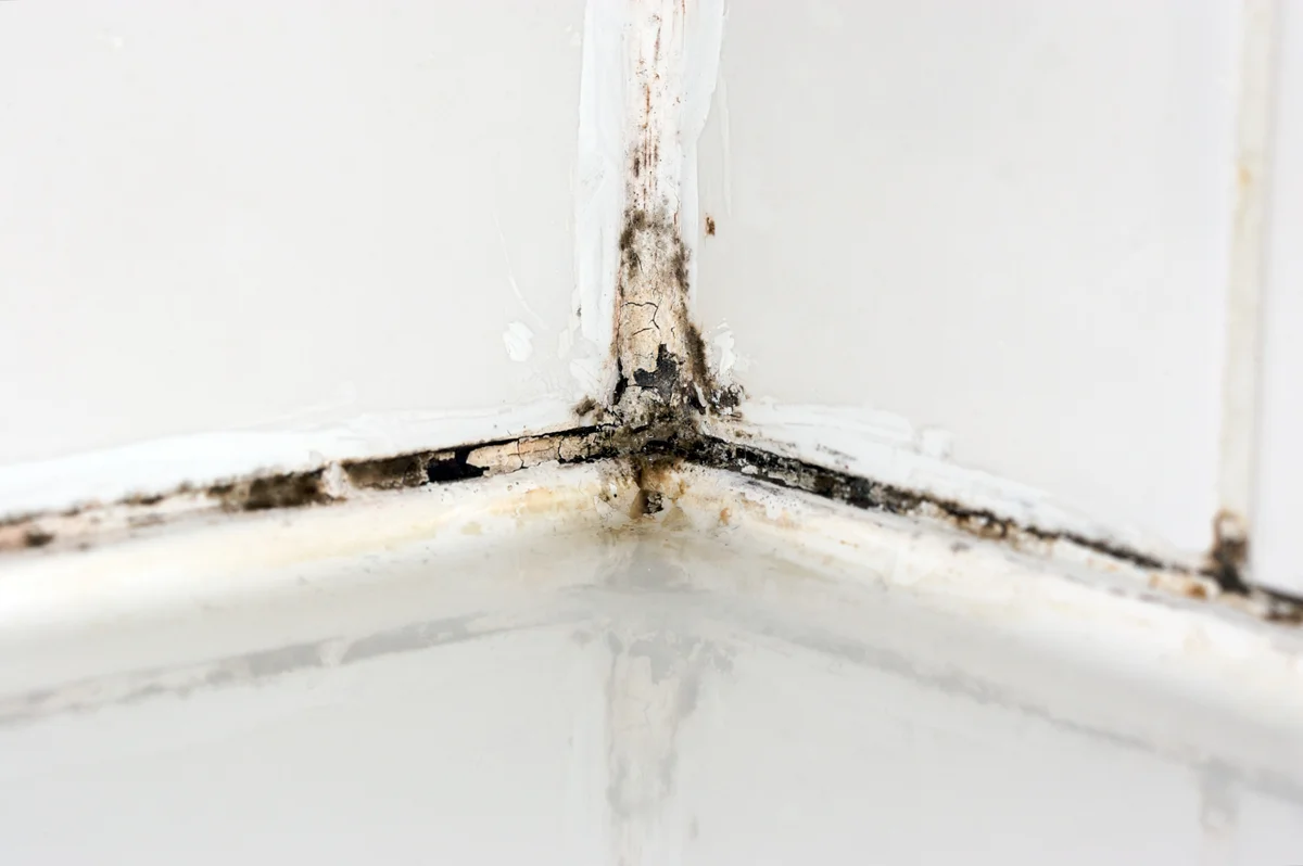 Shower mildew and mold