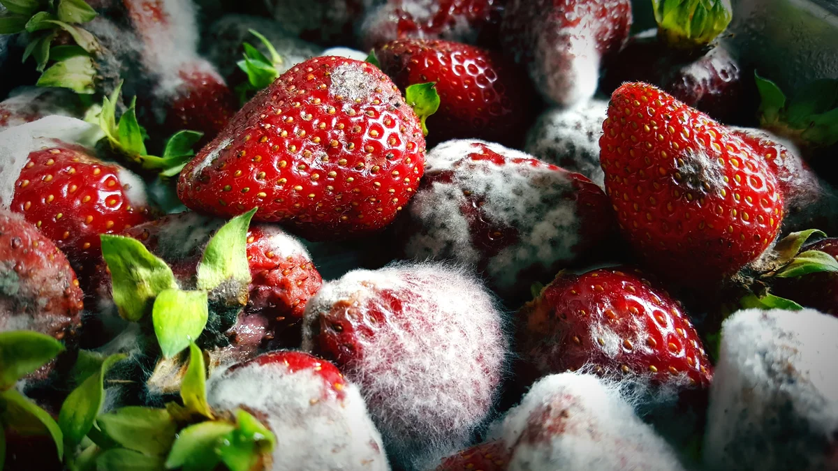 Strawberries with mold