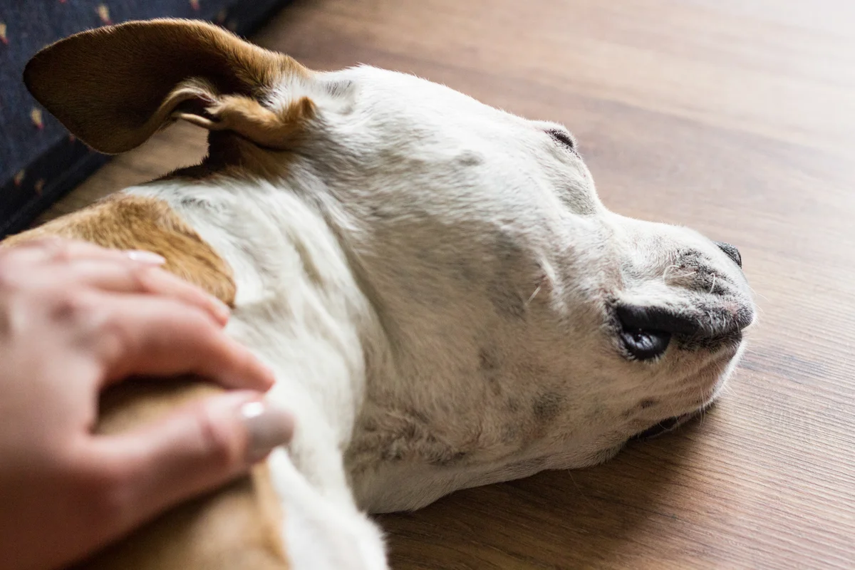 Person petting a sleeping dog