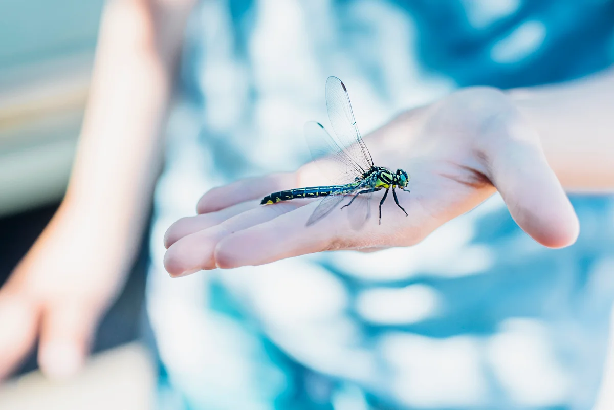 Dragonfly resting on woman's han