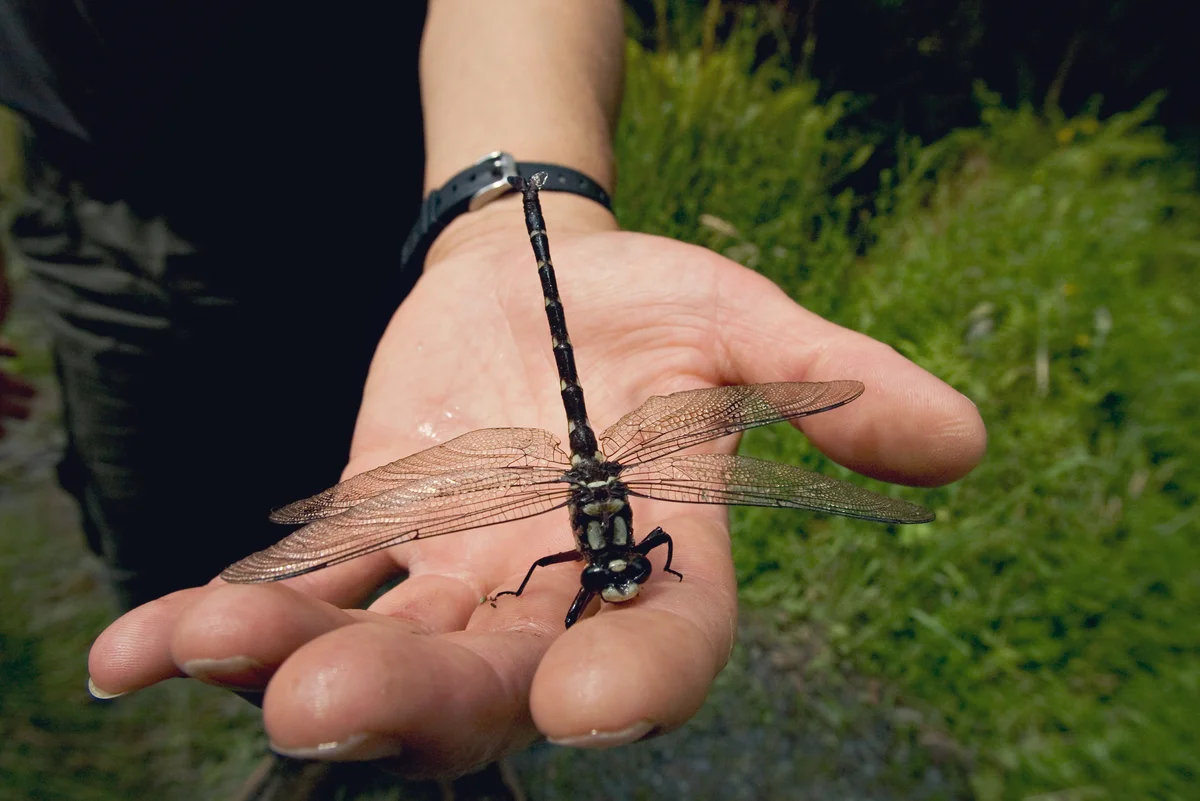 Giant black dragonfly