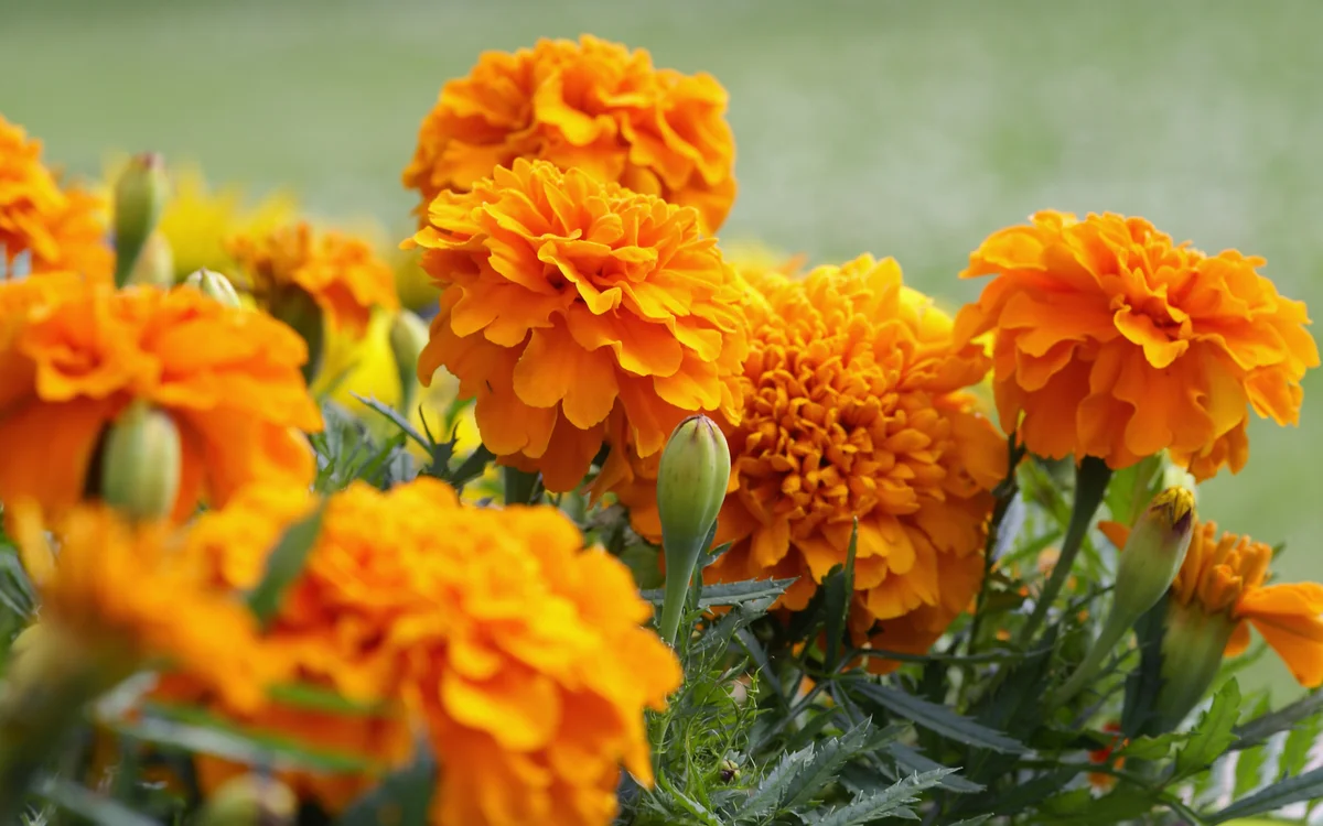 Marigold flowers