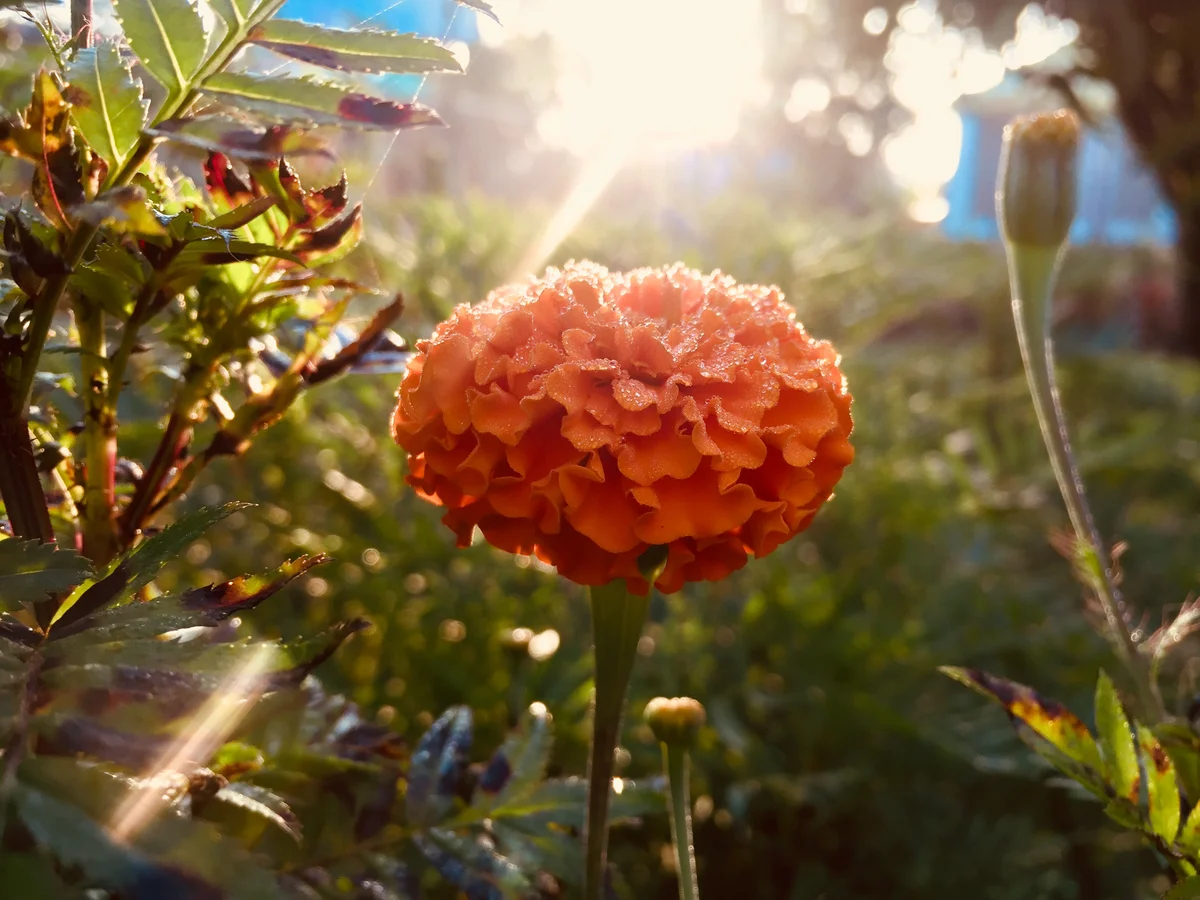 Sunbeam and marigold flower