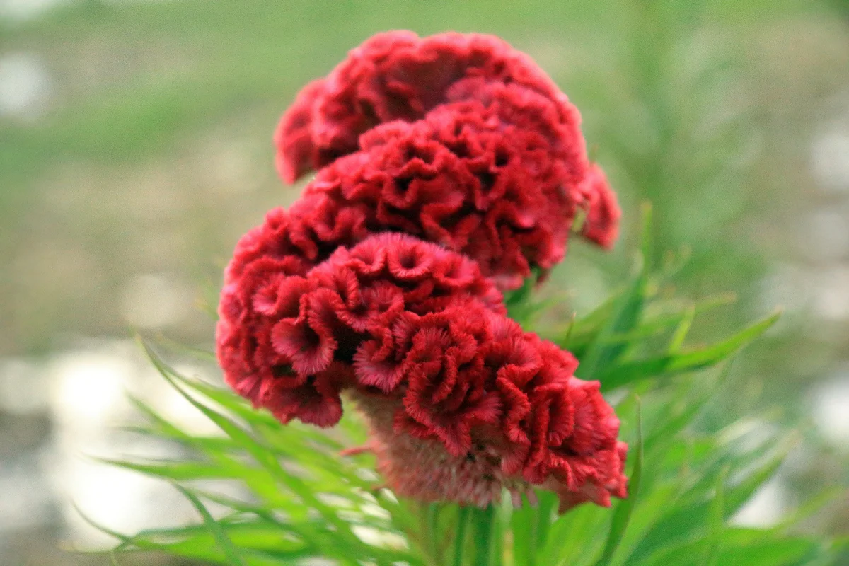 Red cockscomb