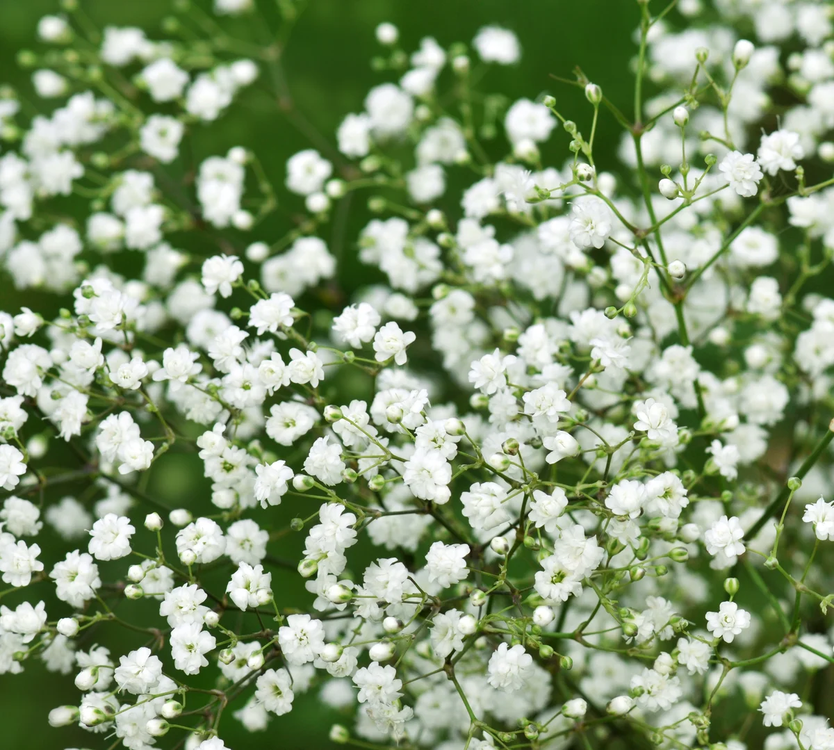 Baby's breath