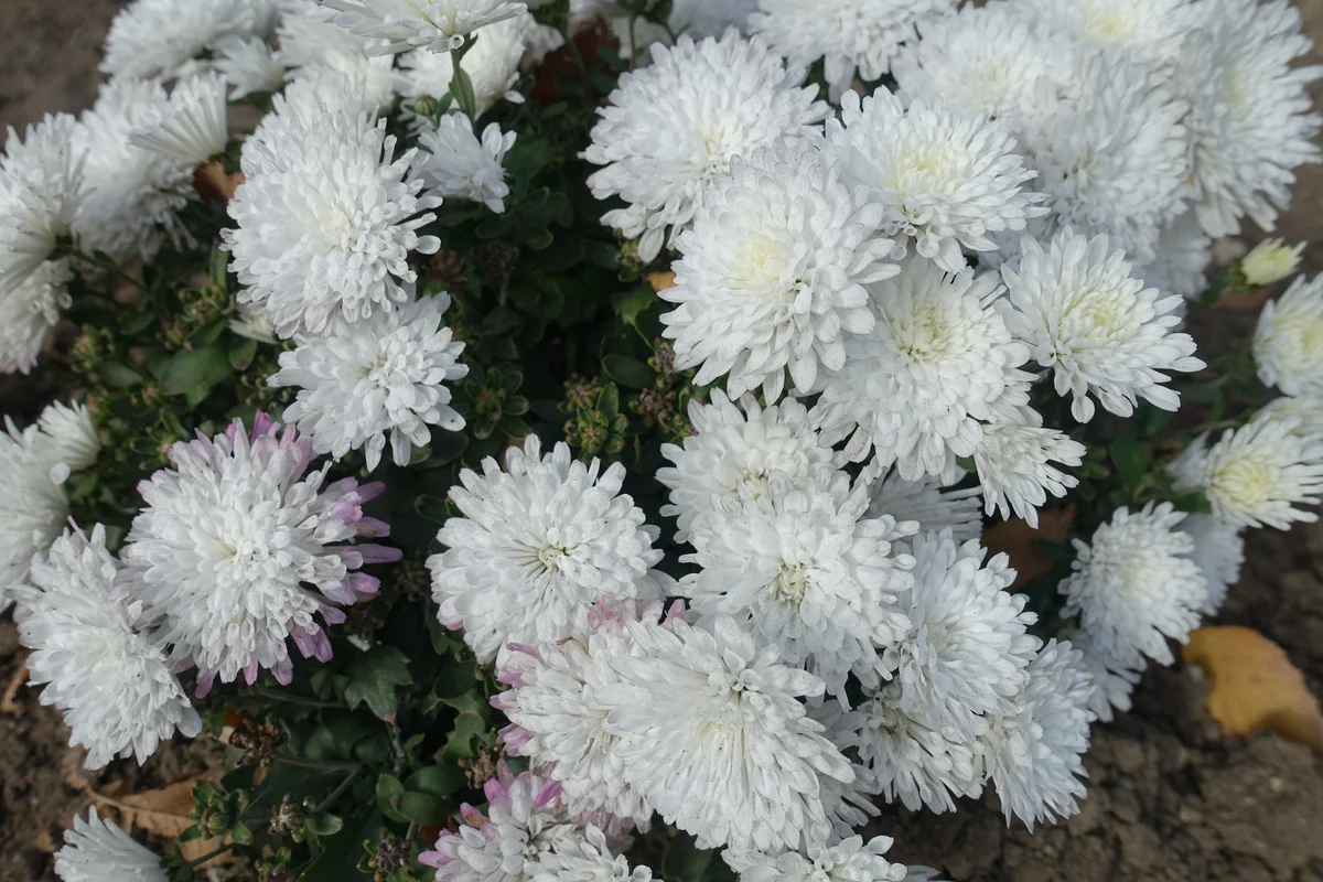 White chrysanthemums