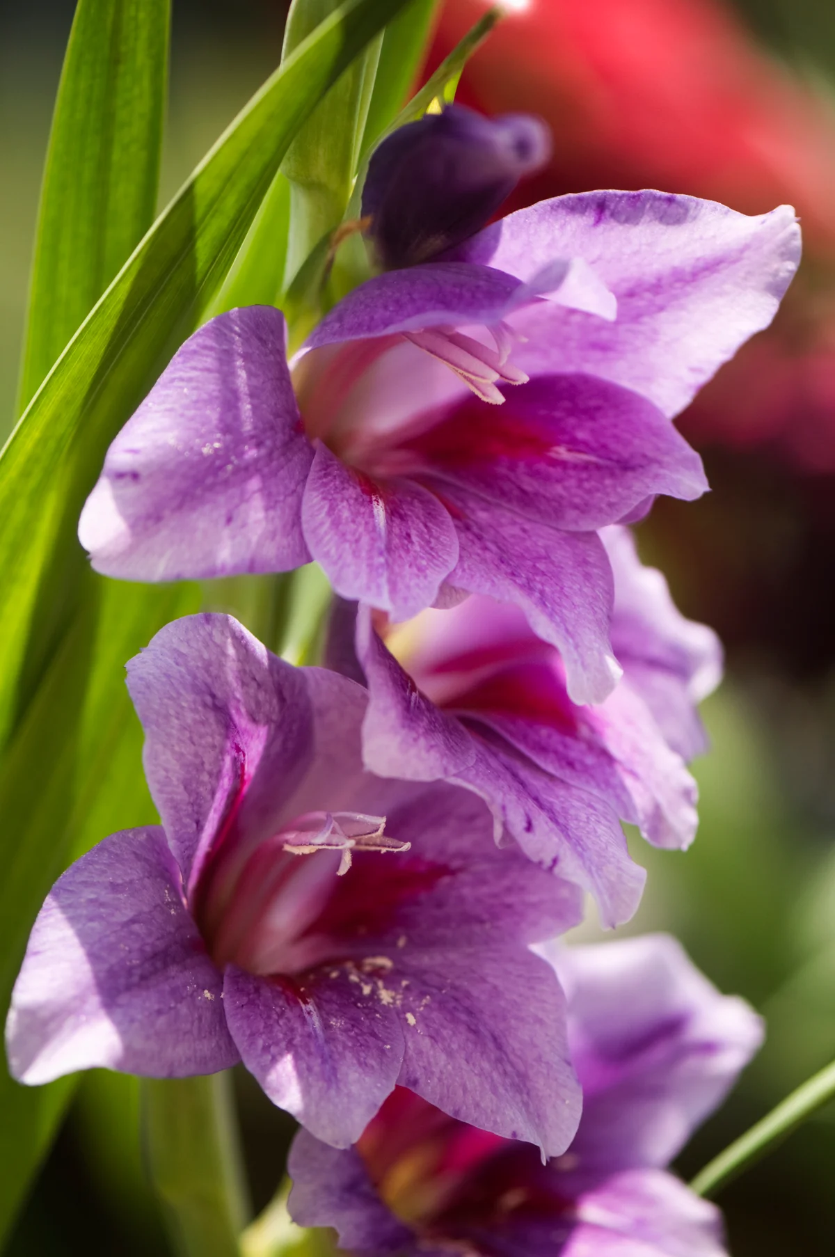 Gladiolus purple flower