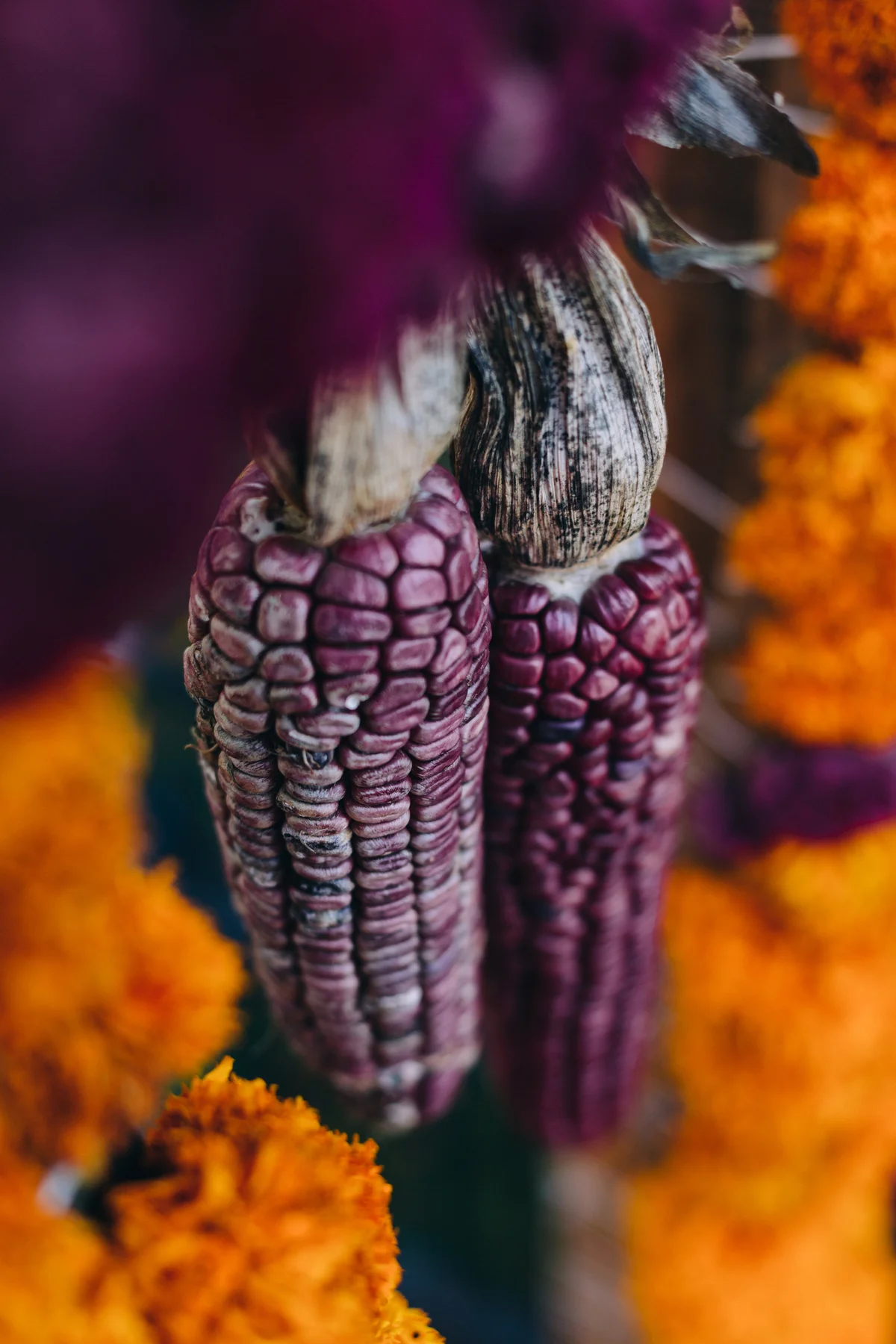 Purple cobs of corn for Day of the Dead celebration