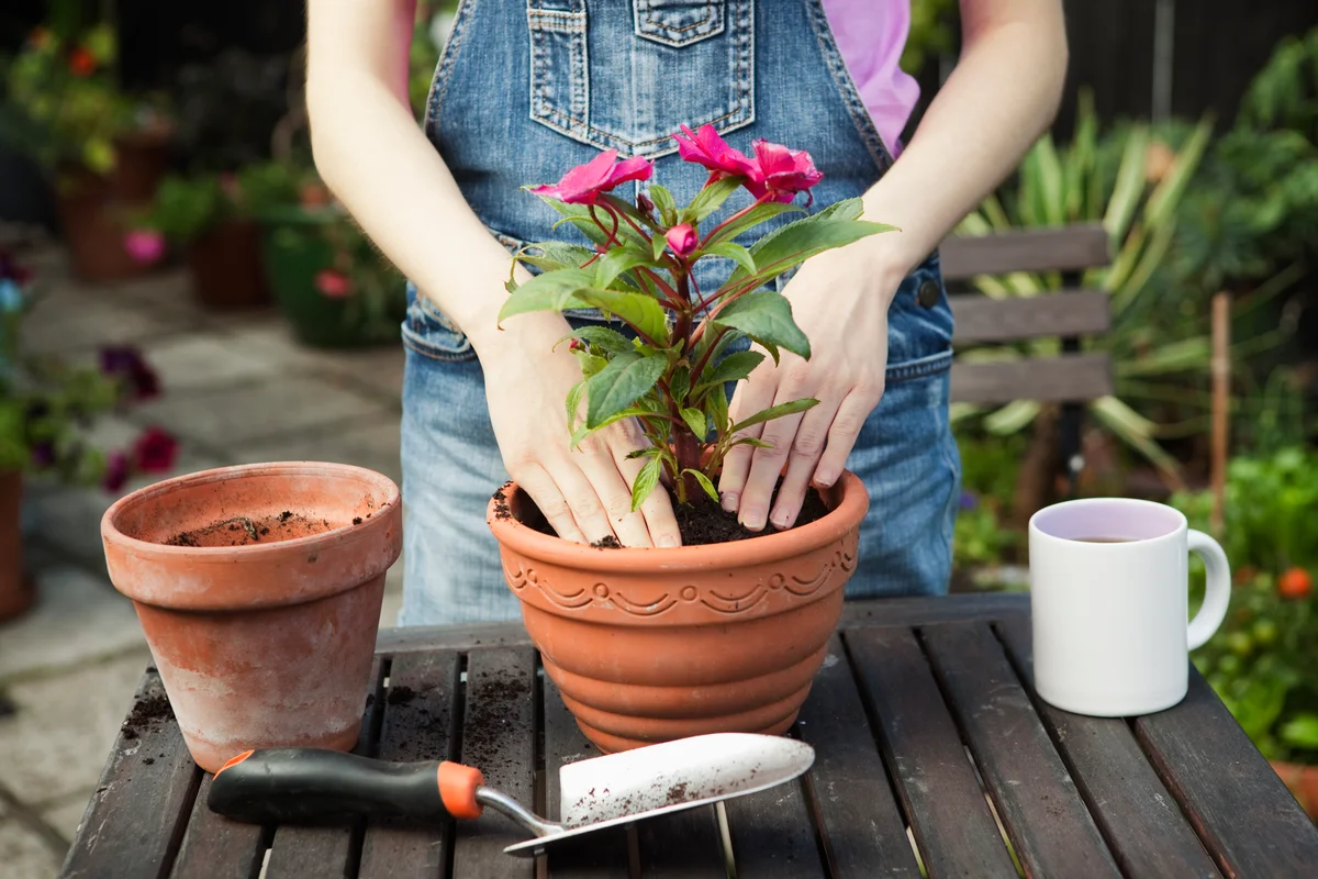 Woman repotting plant