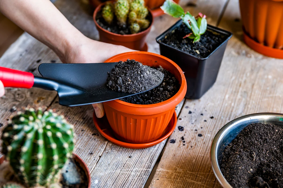 Fill pot with potting soil
