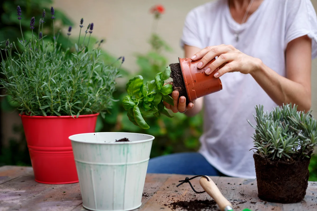 Woman removing plant from flowerpot