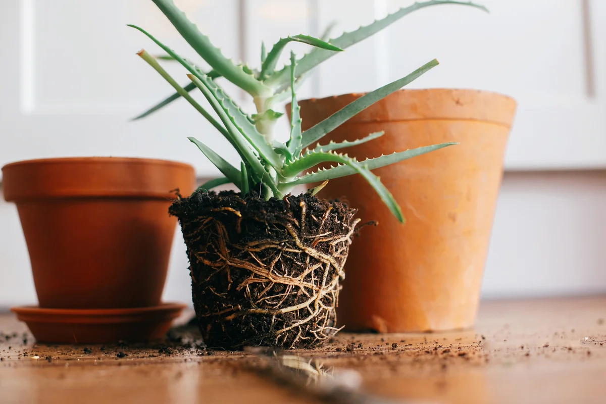 Repotting rootbound aloe vera plant