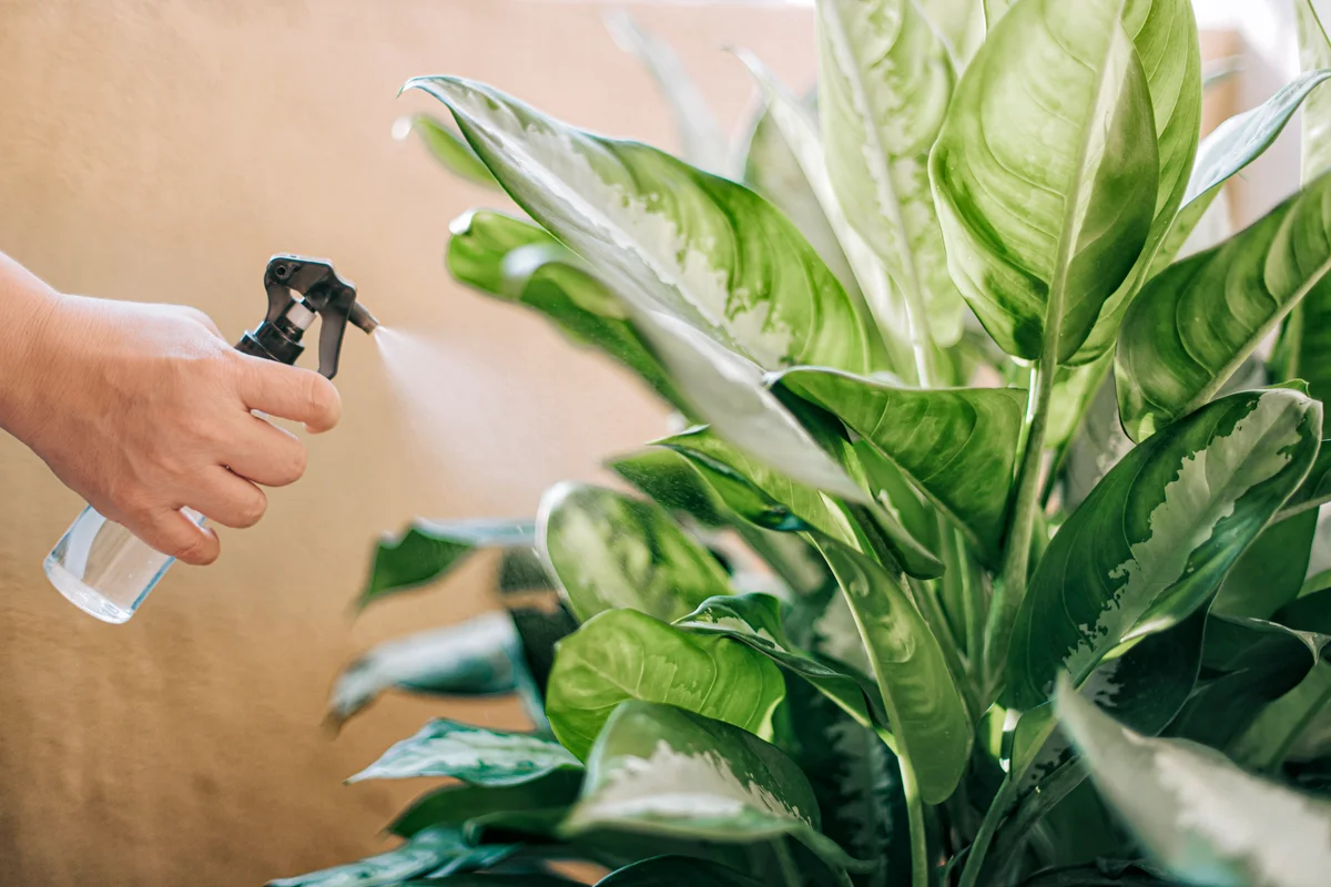 Human hand spray on dumbcane leaves