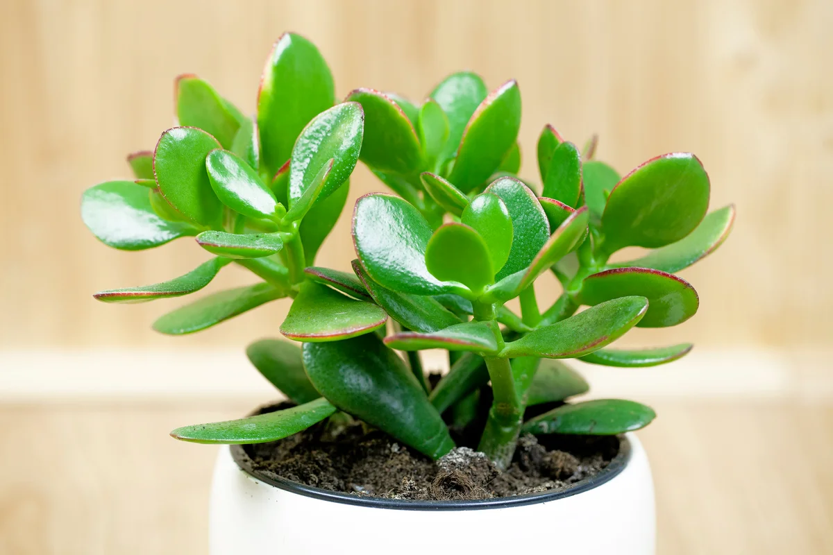 Jade plant, lucky plant, money plant or money tree