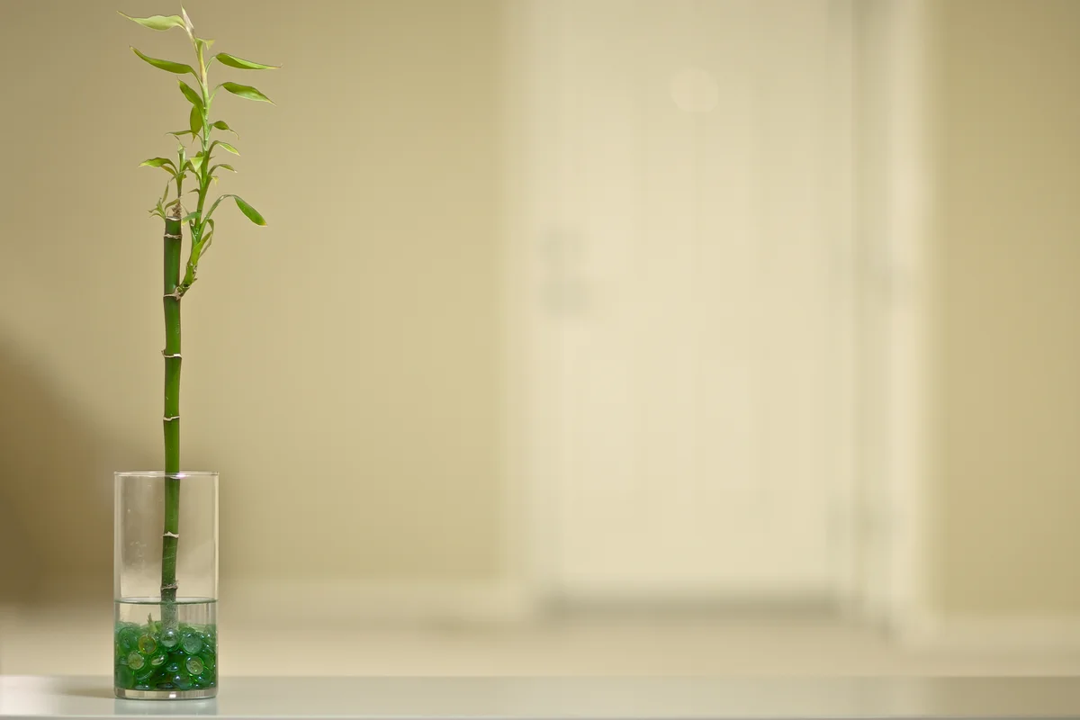 Bamboo set in a vase with green marbles