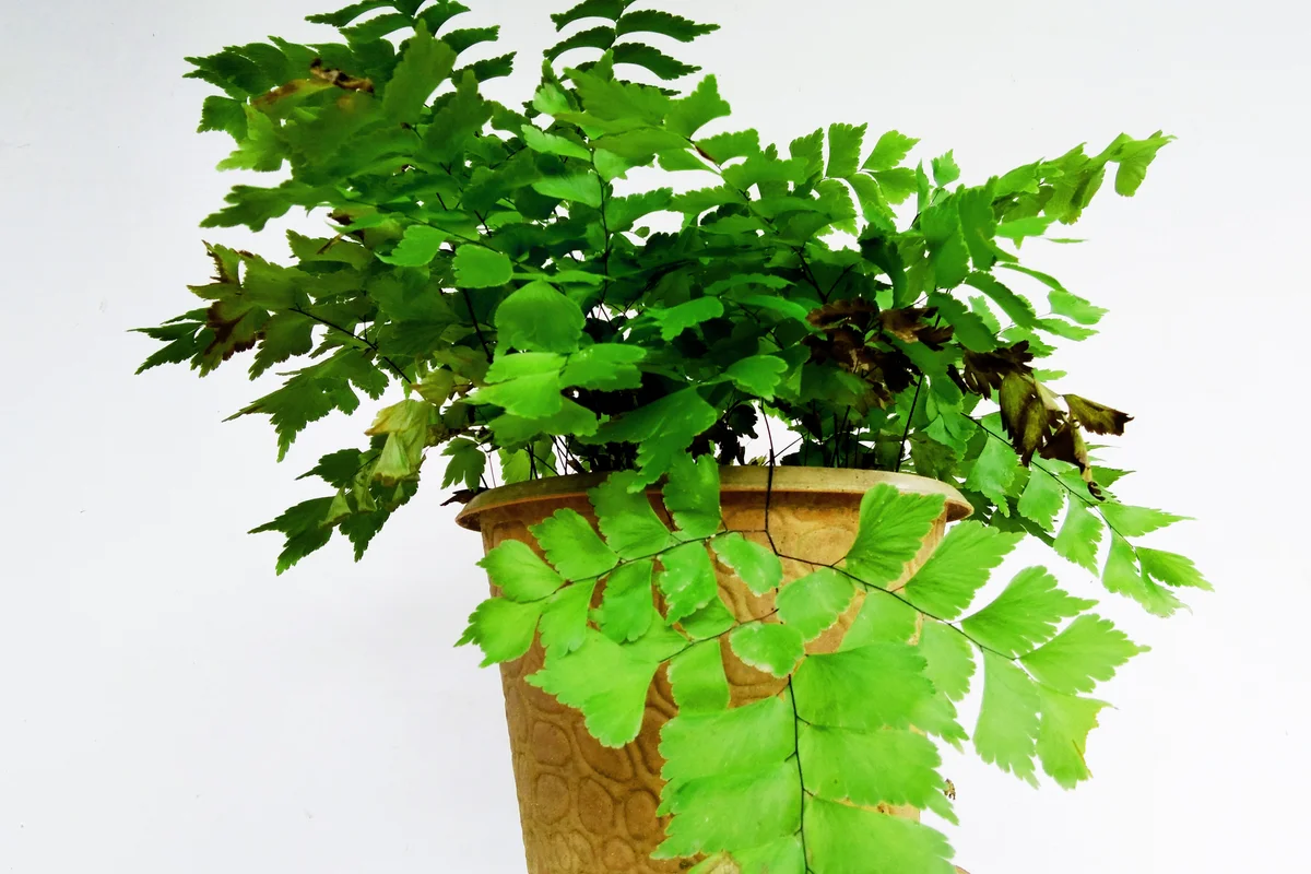 Fern (Adiantum capillus-veneris) in a vase