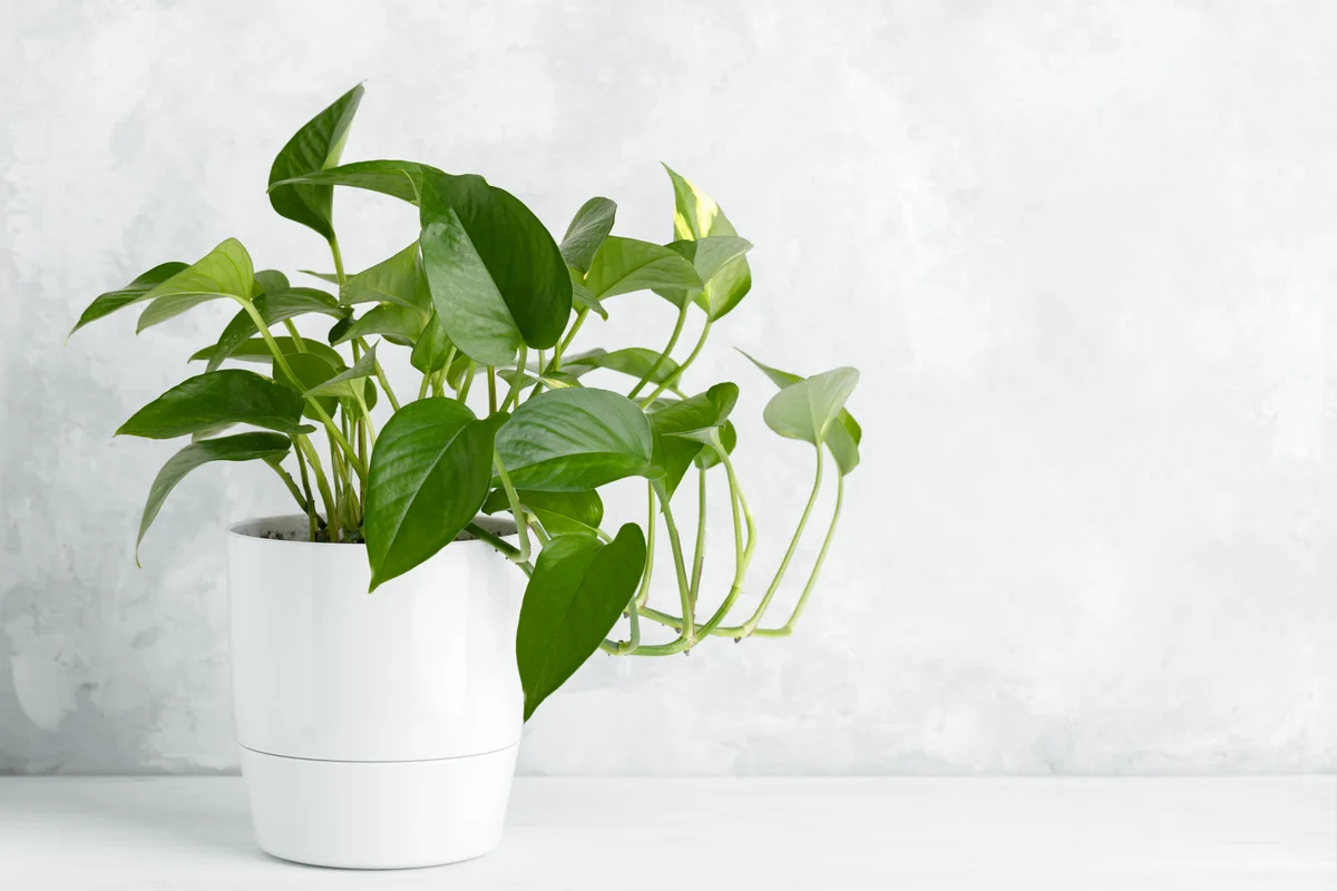 Pothos plant in a vase