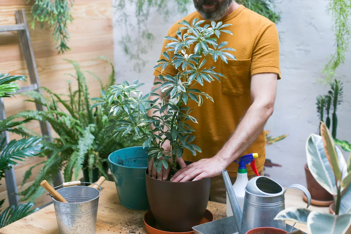 Man repotting green plant (Schefflera Umbrella Dwarf Plant)