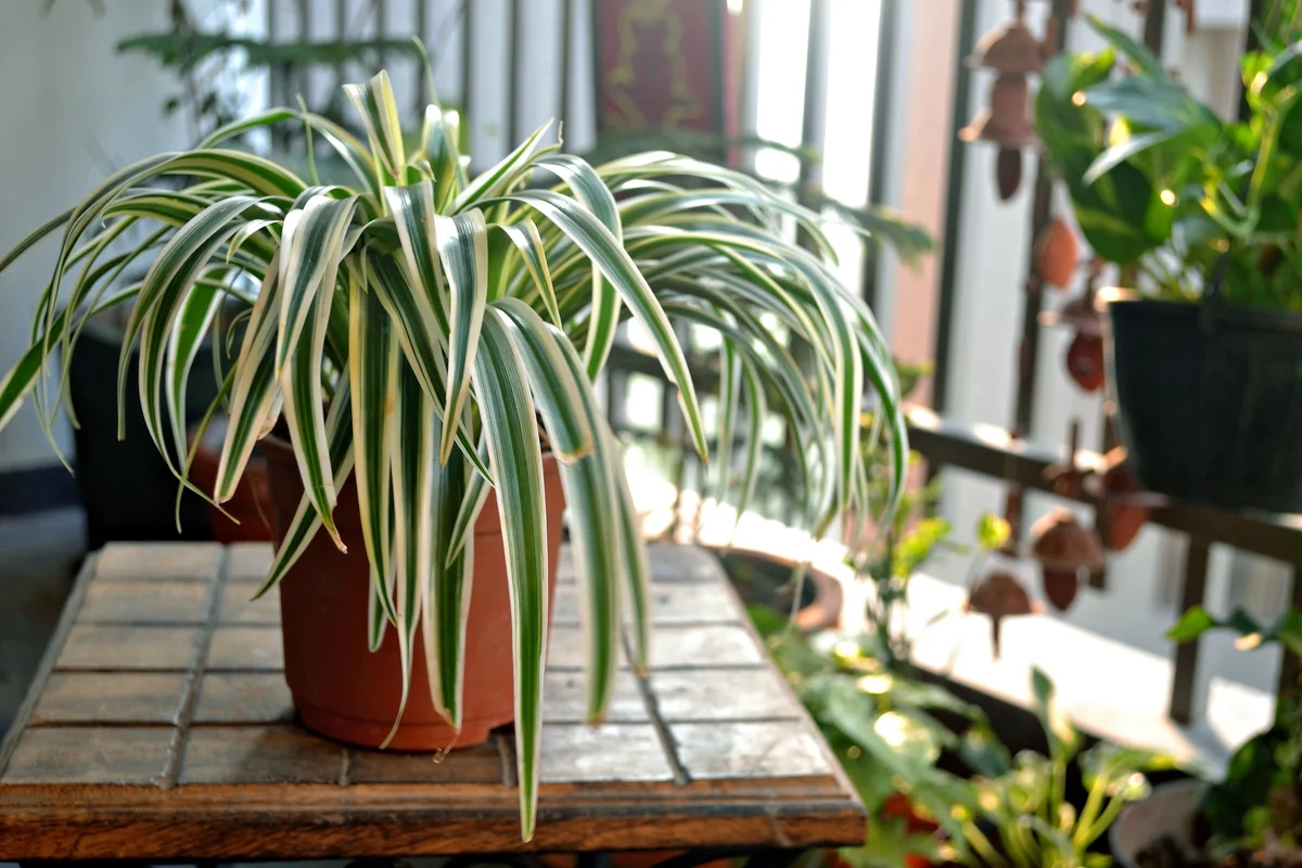 Spider plant on a wooden table at home balcony