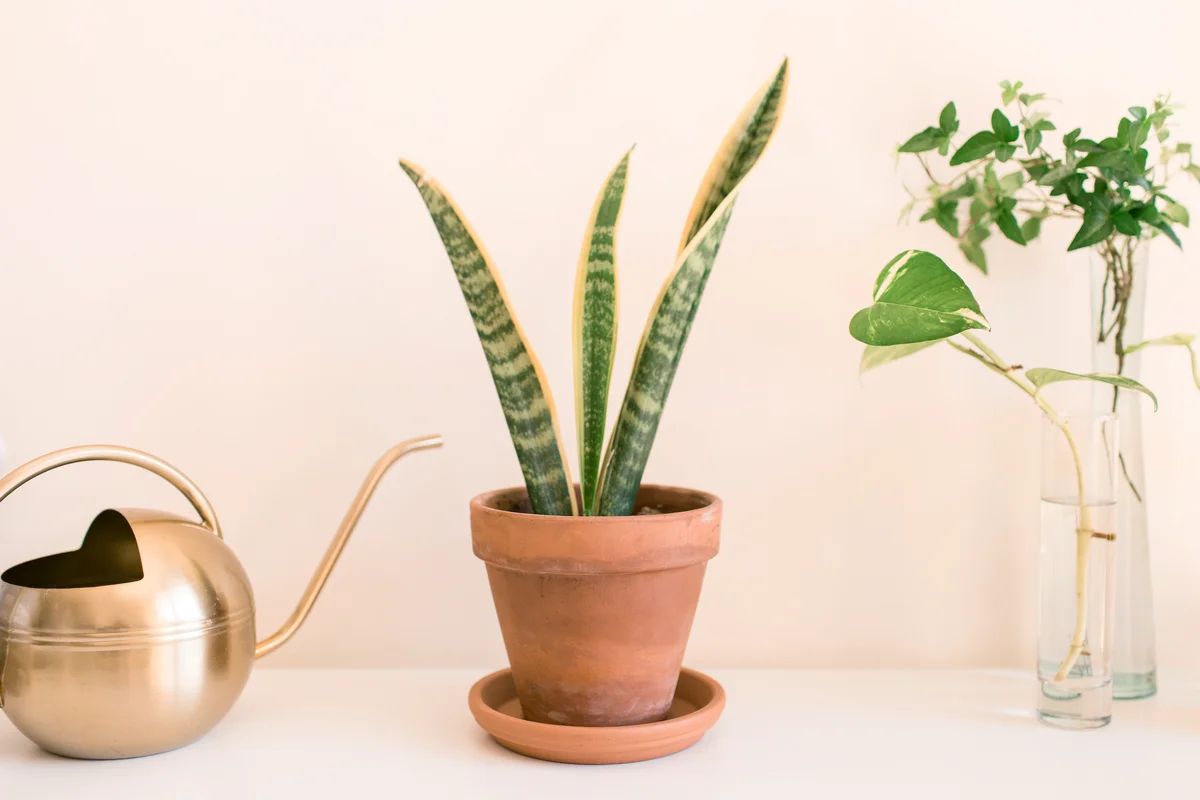 A Sansevieria trifasciata 'Laurentii' Snake Plant