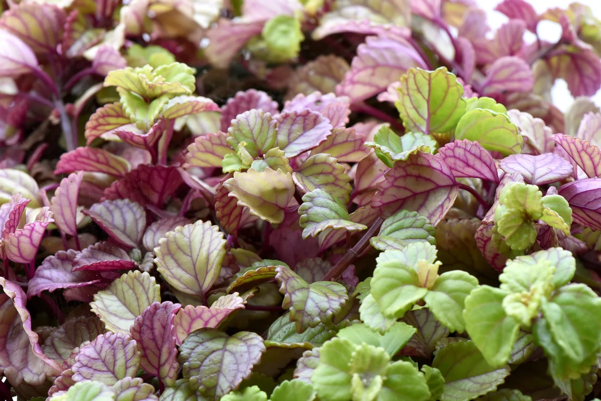 Plectranthus verticillatus Swedish ivy