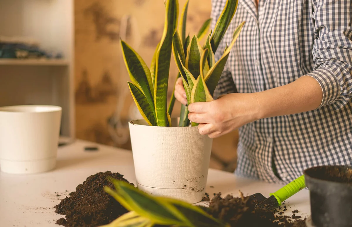 woman hands planting the snake plant in the pot at home