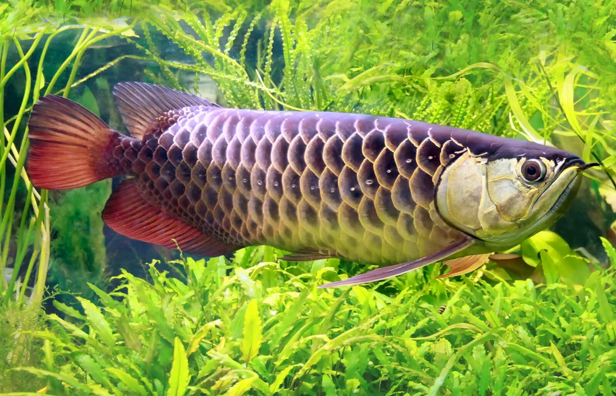 Scleropages formosus, the dragon fish