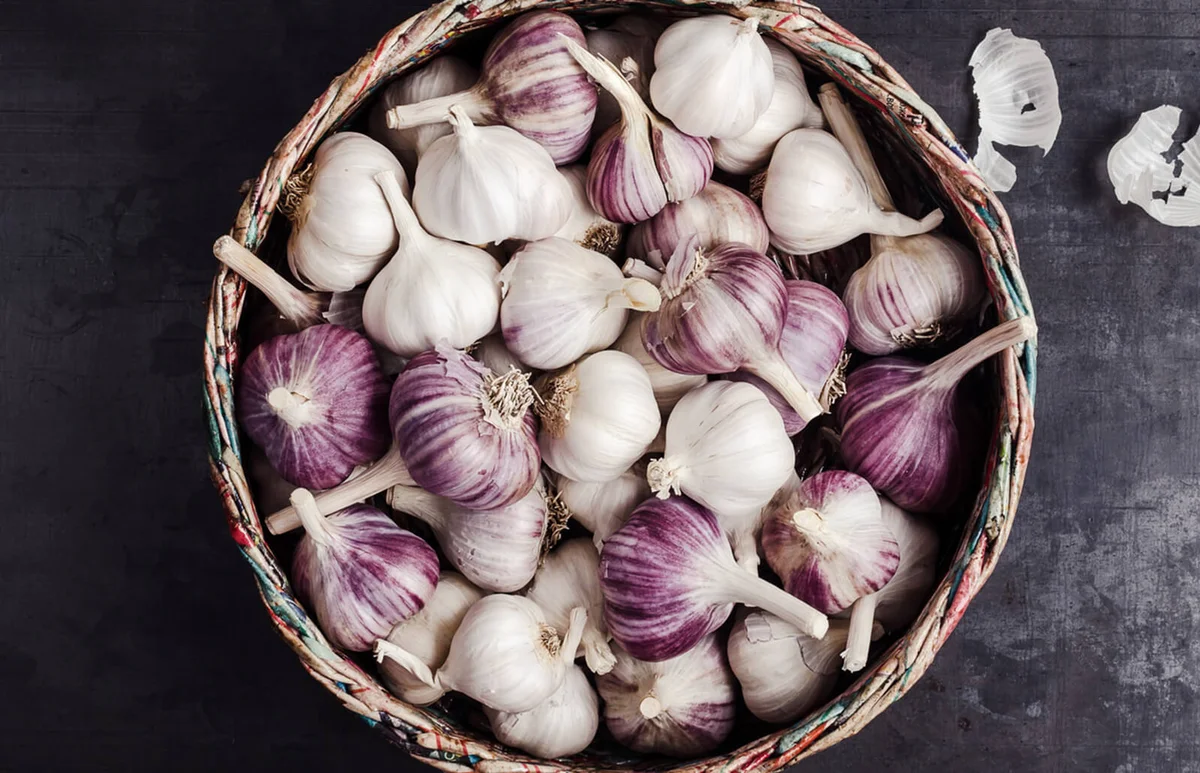 Fresh purple garlic in basket made from newsprint papers