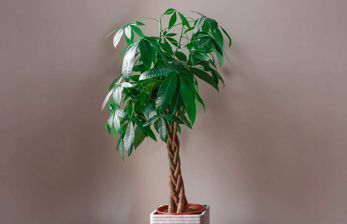 Wide Shot of a Money Tree
