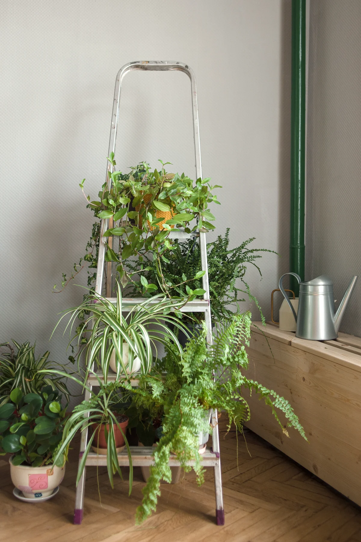 Folding ladder used as shelve for home plants in urban jungle interior