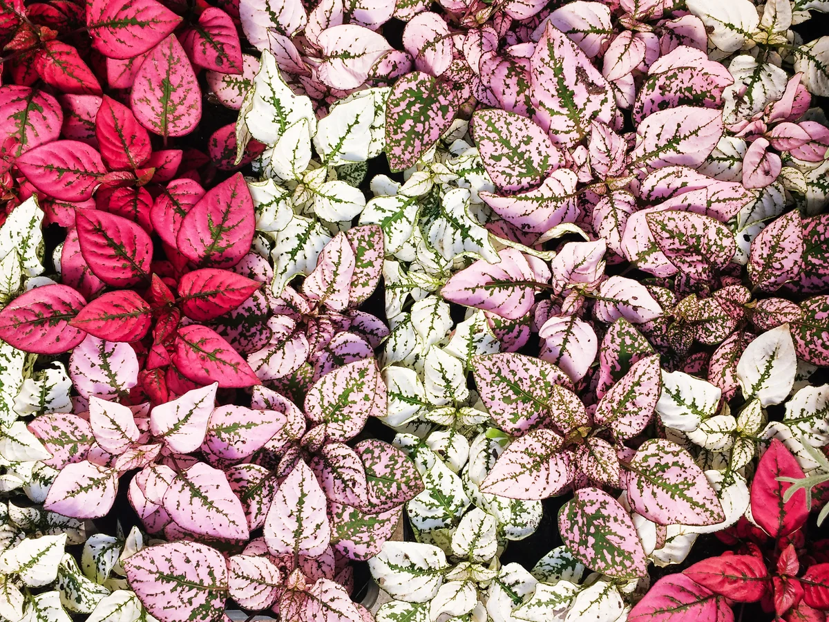 Hypoestes phyllostachya, garden plant, known as polka dot plant