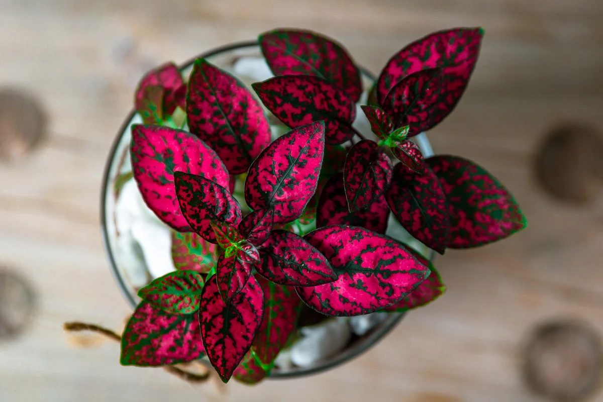 Red Polka Dot Plant on Wooden Table