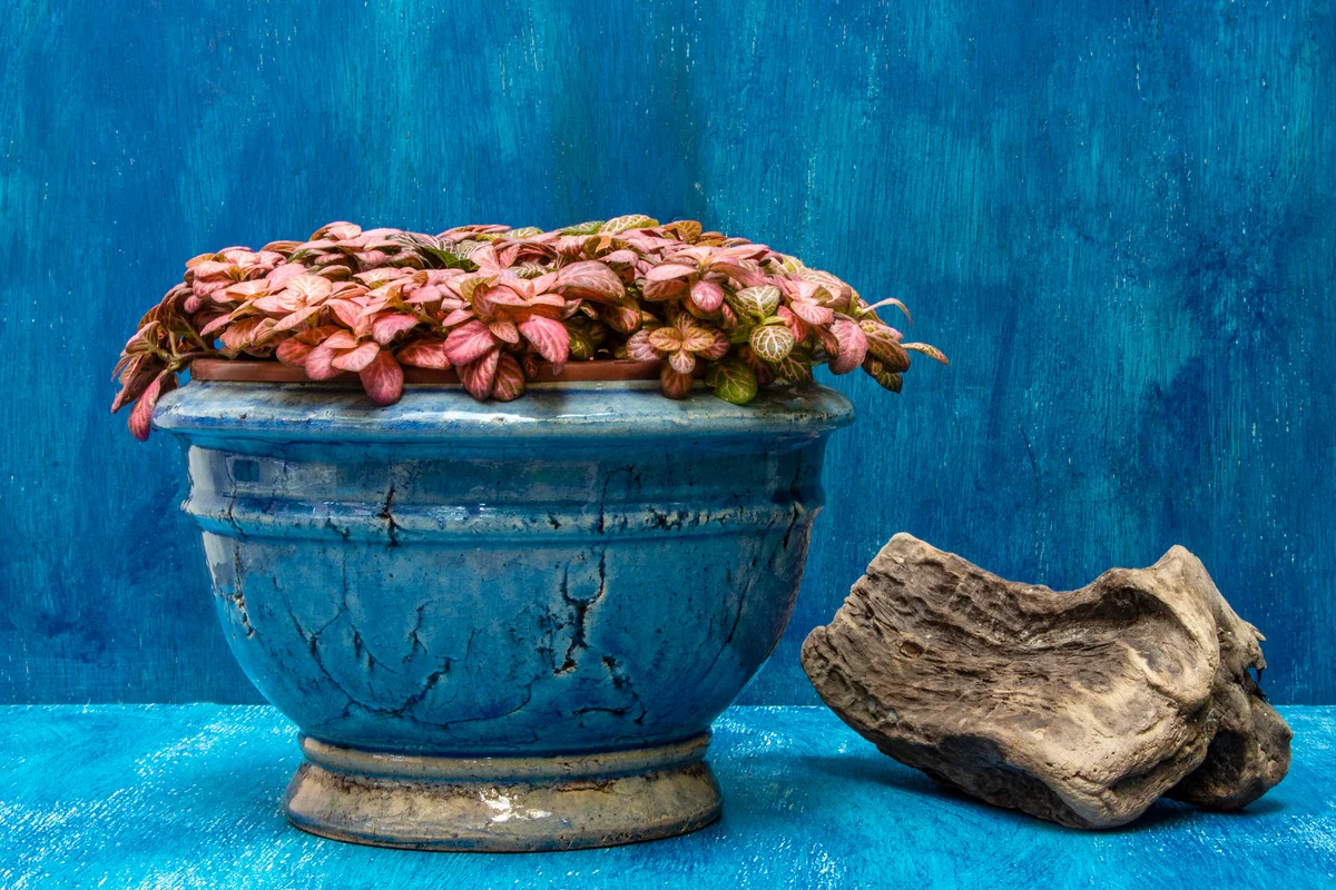 A blue vase with hypoestes with blue background