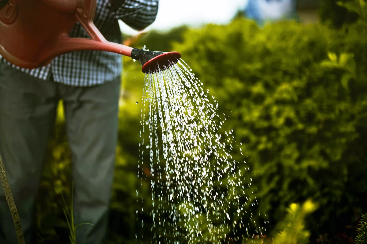Man watering garden
