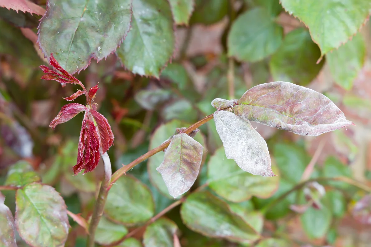 Powdery mildew (podosphaera pannosa) in a garden
