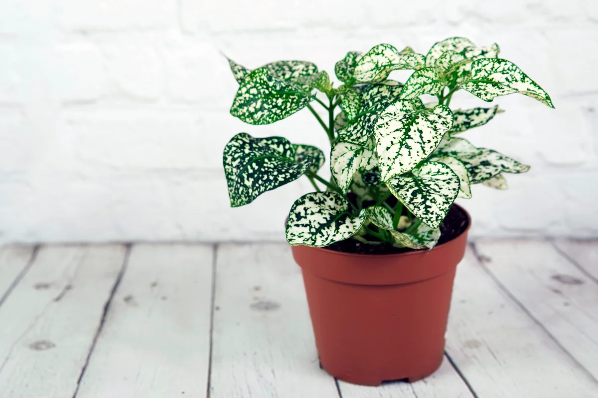 Hypoestes plant in front of white wooden background