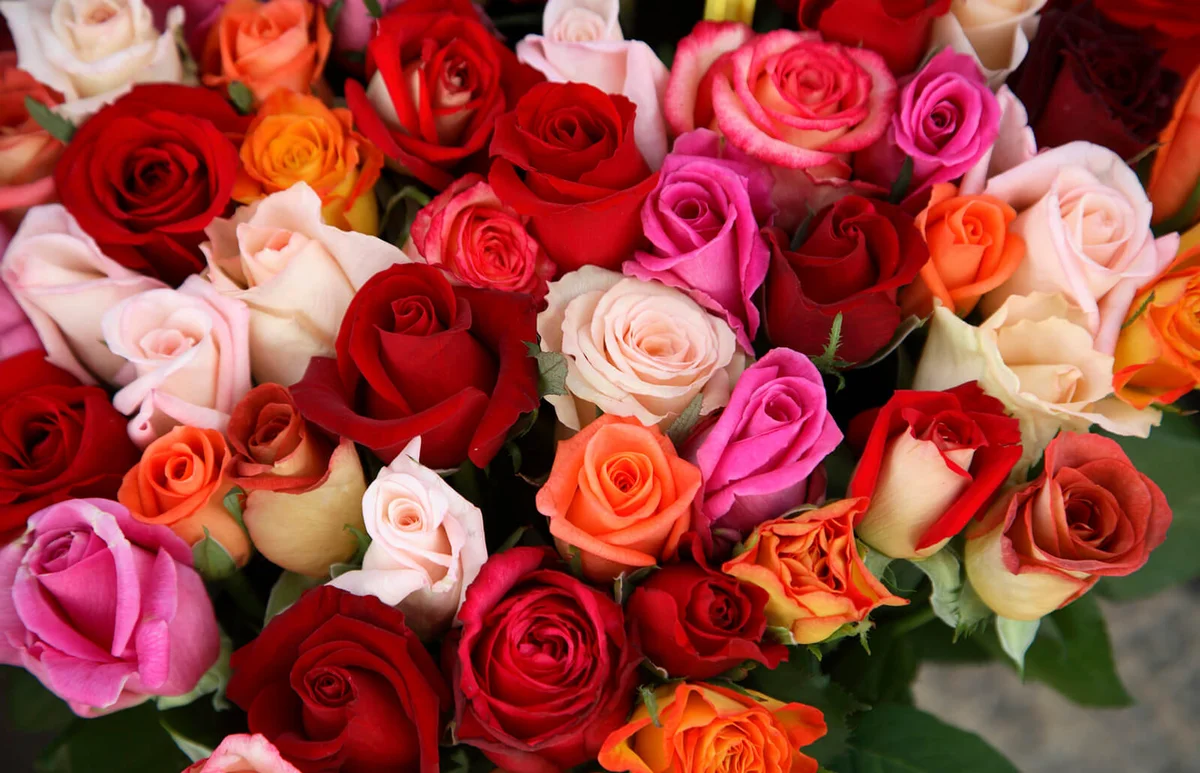 Roses for Sale at Flower Market