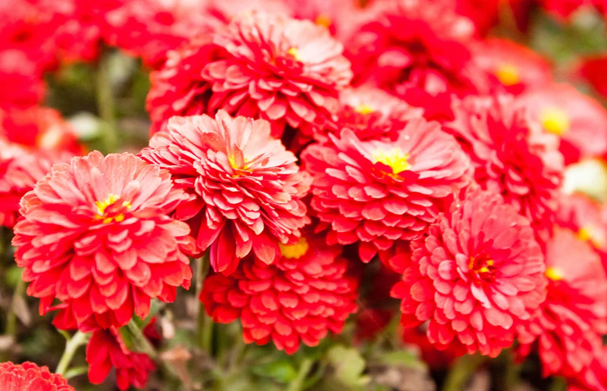 Red chrysanthemum flower with yellow core
