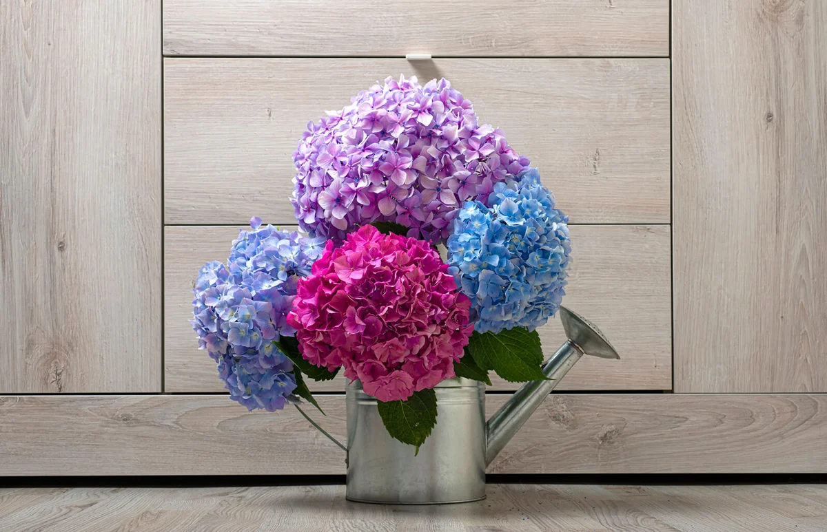 Hydrangea Flowers