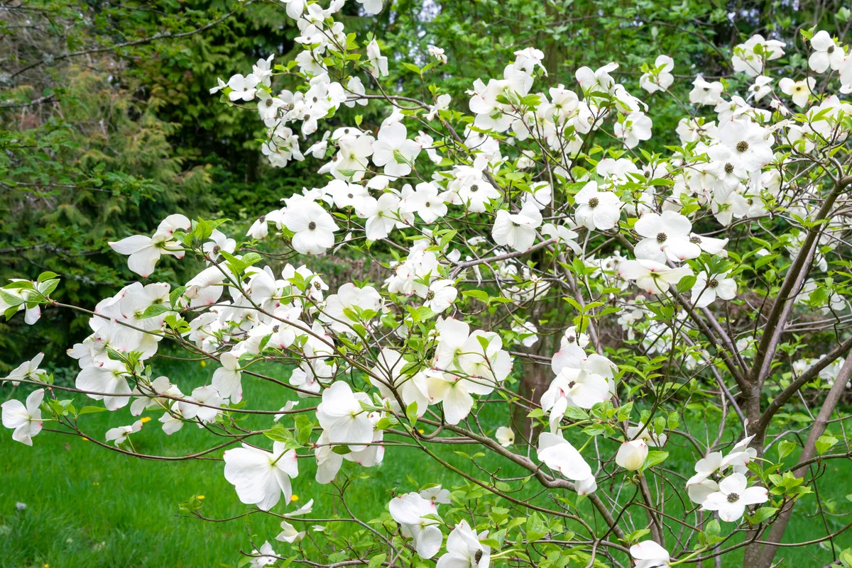 White flowering dogwood in a spring garden