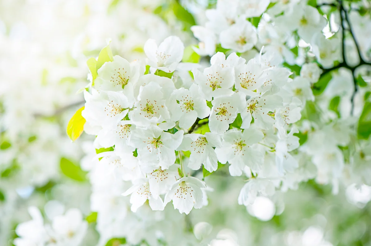 White Cherry Blossom Flowers