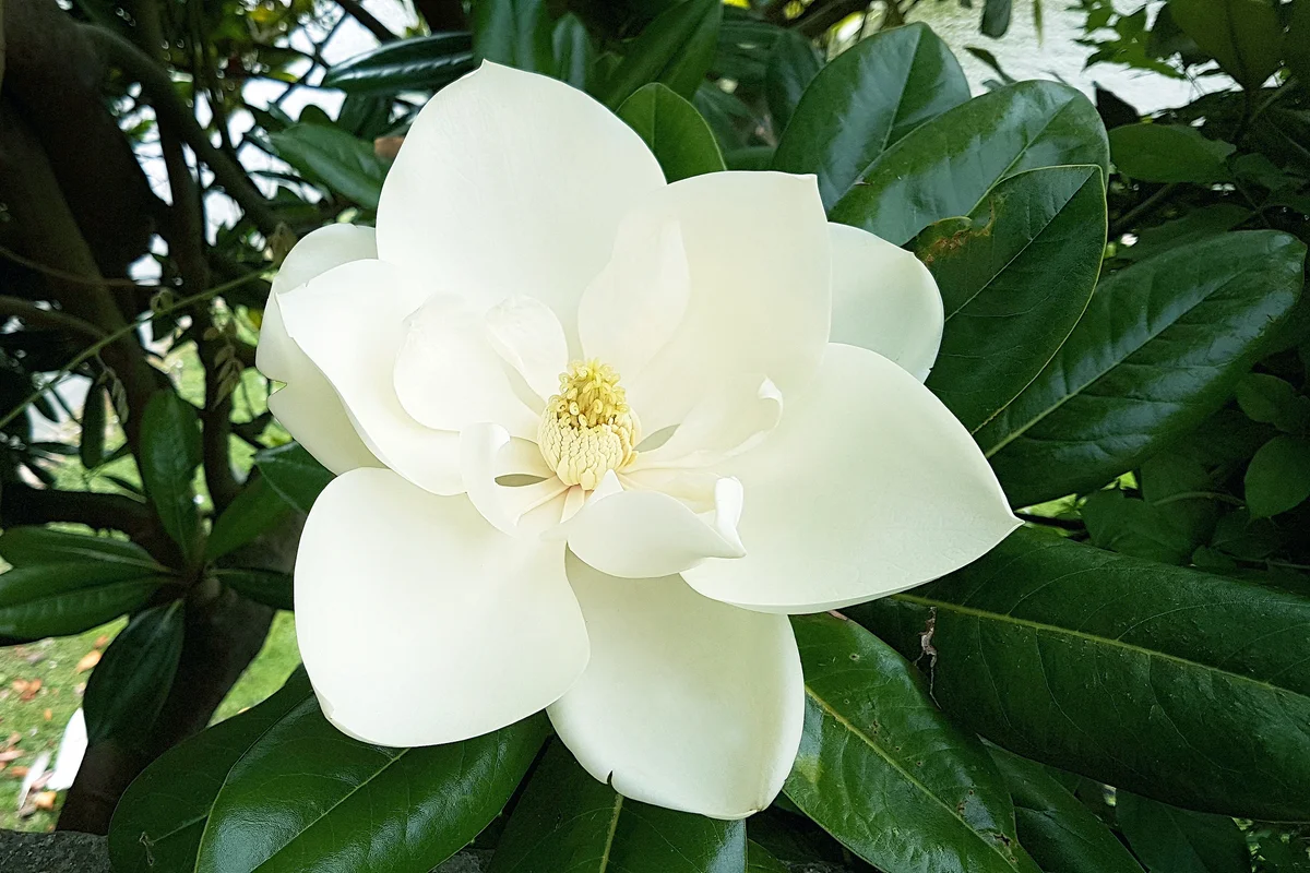 White Southern Magnolia Flower