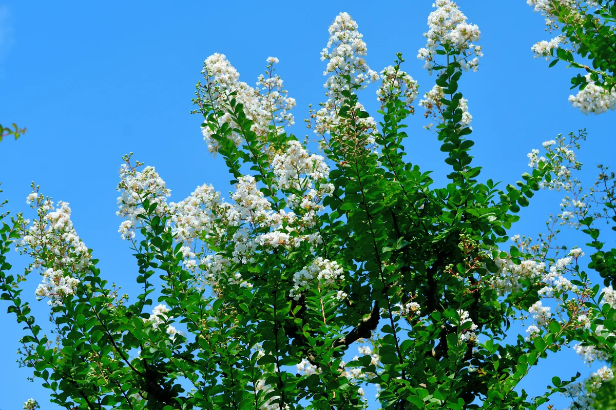 Japanese Crape Myrtle Flower