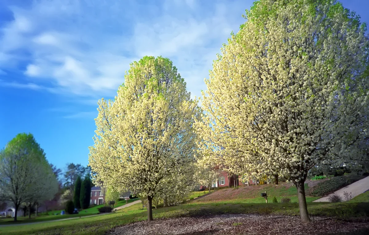 White flowers covering two Bradford Pear trees in the Springtime
