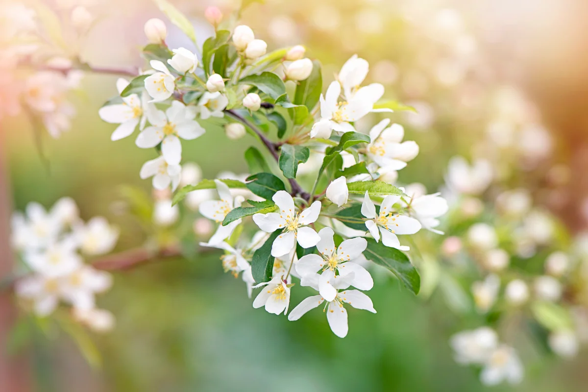 Malus transitoria, the cut-leaf crabapple